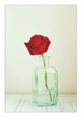 Produktbild von Wallario Wandbild Rote Rose in Glasvase, Größe: 61 x 91,5 cm, Poster mit rahmenlosen Bildhalter