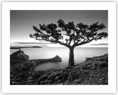 Produktbild von Poster - Poster ohne Rahmen - Baum Schwarzweiß Ansicht - 50x40 cm - Wand Bild - Wanddeko - Wandbilder - Kunstposter - Wandposter - Bilder - Kunstdruck - Wanddekoration - Wandbild - P2XAA50x40-4297