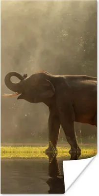 Produktbild von MuchoWow® Poster Elefant mit Mönchen 60x120 cm - Wandschmuck