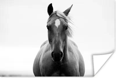 Produktbild von MuchoWow® Poster Pferd - Schwarz - Weiß - Porträt 180x120 cm - Fotoplakat