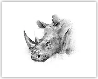 Produktbild von Poster - Poster ohne Rahmen - Nashorn Porträt Grafik - 50x40 cm - Wand Bild - Wanddeko - Wandbilder - Kunstposter - Wandposter - Bilder - Kunstdruck - Wanddekoration - Wandbild - P2XAA50x40-4378