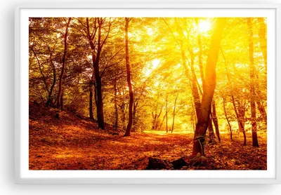Produktbild von Gerahmtes Poster - Weißer Rahmen - Wald Baum Natur - 91,5x61 cm - Wand Bild - Wanddeko - Wandbilder - Kunstposter - Wandposter - Bilderrahmen - Bilder - Kunstdruck - Wandbild - P2WAA91x61-3722