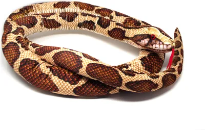 A stuffed toy tiger python coiled on a white background.