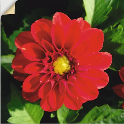 Produktbild von ARTland Wandbild, selbstklebend Rote Dahlienblüte Größe: 30x30 cm