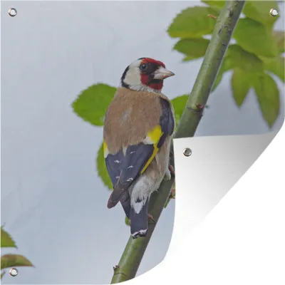 Produktbild von MuchoWow® 100x100 cm Outdoor-Poster Gartendeko Sichtschutz Garten Poster für den Garten  Ein Stieglitz zwischen den grünen Blättern