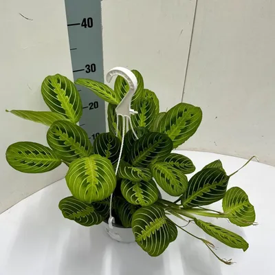 Immagine prodotto di Maranta Leuconeura 'Fascinator' Lemon Lime, pianta da appartamento in vaso