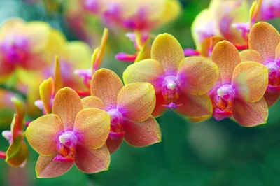 Produktbild von Papermoon VLIES Fototapete, Digitaldruck,  Goldene Orchideen (470)