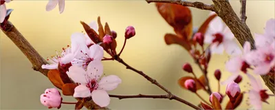 Produktbild von Wallario Poster - Frühlingsgefühle I - Kirschblüten in Nahaufnahme, Kunstdruck Größe: 50 x 125 cm