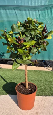 A potted lemon tree with small dark fruits sits on a patio.