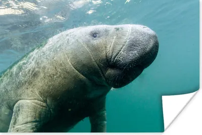 Produktbild von MuchoWow® Poster Tiere - Wasser - Kamera 90x60 cm - Schlafzimmer