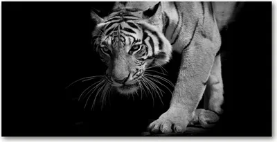 Produktbild von Tulup® Leinwandbild - 140x70 cm - Wandkunst - Drucke auf Leinwand - Leinwanddruck  - Tiere - Schwarzweiß - Tiger