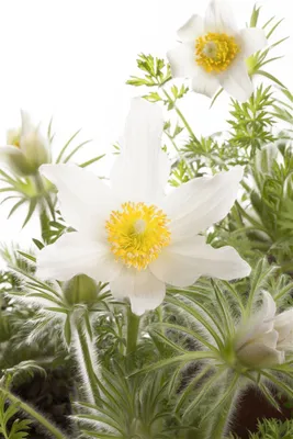 Produktbild von Pulsatilla vulgaris 'Alba', Küchenschelle, weiß, ca. 9x9 cm Topf