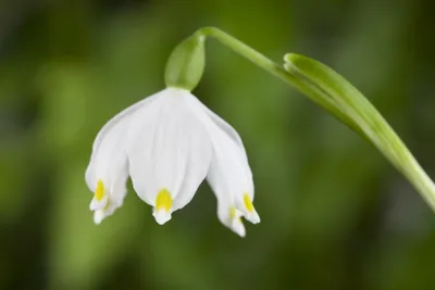 Produktbild von Leucojum vernum, Märzenbecher, weiß, ca. 9x9 cm Topf