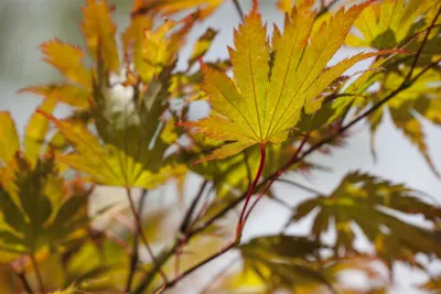 Produktbild von Acer palmatum, Japanischer Ahorn, 100–125 cm