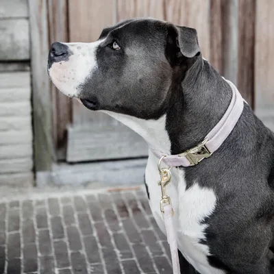 Obrázek produktu pro Kentucky Dogwear obojek pro psy Velvet Collar Light Pink S