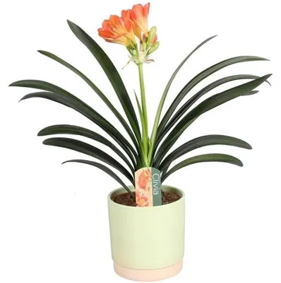 Immagine prodotto di Clivia miniata Clivia - Pianta da appartamento - Pianta verde