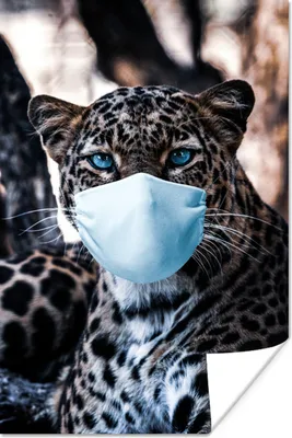 Produktbild von MuchoWow® Poster Leopard - Mundschutz - Blau 60x90 cm - Wanddekoration