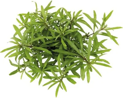 Obrázek produktu pro Vodní rostlina Pogostemon quadrifolius T/12