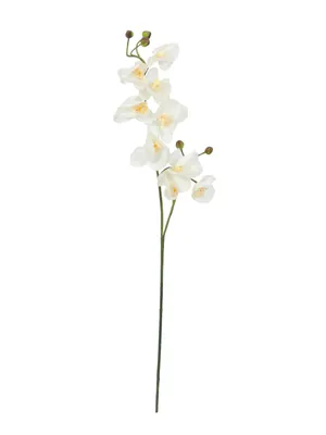 Obrázek produktu pro EUROPALMS Větev orchideje, umělá, krémově bílá, 100 cm (82530323)