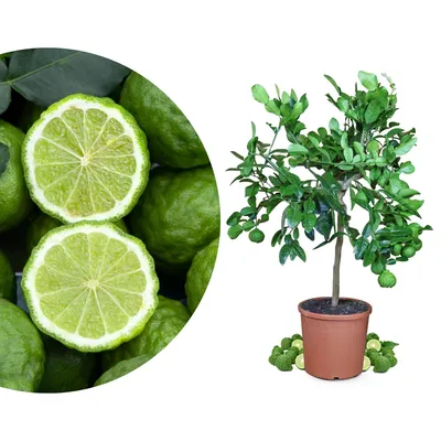 Produktbild von Meine Orangerie - Kaffir Limette Mezzo - Citrus Hystrix - Mauritius Papeda - Echte Kaffernlimette - Veredeltes Zitrus-Stämmchen in Gärtnerqualität