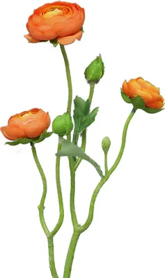 Produktbild von artplants.de Kunstblumen Zweig Ranunkel JIXIANG, orange, 50 cm - Künstliche Blume