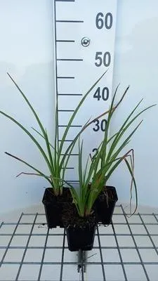 Obrázek produktu pro 6 x Kniphofia hybr. 'Wrexham Buttercup' - Lilie s pochodní - květináč 9 x 9 cm