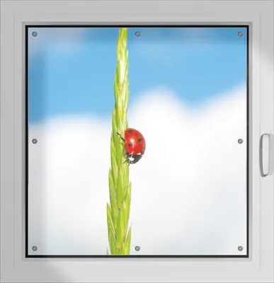 Produktbild von Wallario Lichtschutzbild, Dekorativer Sichtschutz Sonnenschutz 96 x 100 cm mit Motiv: Marienkäfer am Korn - Verdunklung ohne Bohren