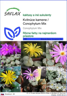 Produktbild von SAFLAX - Kvitnúce kamene / Conophytum Mix - Conophytum Mix - 40 Semená