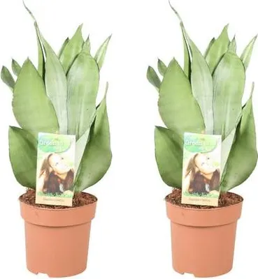 Obrázok produktu pre Sansevieria Moonshine - Luková konope - 2 rastliny - Izbová rastlina - Ø14cm - ↕40cm - Čistenie vzduchu a ľahká starostlivosť - Do obývačky kancelárie spálne