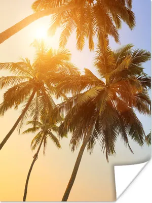 Produktbild von MuchoWow® Poster Palme - Sonne - Sommer - Tropisch 90x120 cm - Wohnzimmer