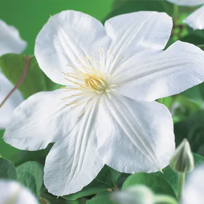 Obrázek produktu pro Popínavá rostlina Clematis Madame Le Coultre – Krémově bílé květy – Nenáročná na péči – 2 rostliny – 11 cm, výška 40 cm – Do zahrady, na terasu a na pergoly