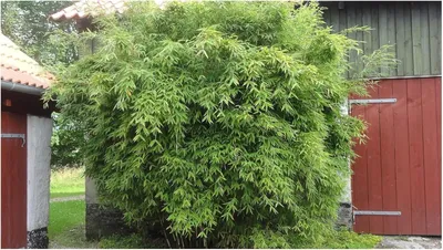 Produktbild von Stauden Gänge 5 x Fargesia murieliae 'Dino' im C2 Topf - Riesen Gartenbambus -Winterhart pflegeleicht beeindruckend dicht -macht keine Wurzelausläufer