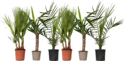 Image de Mélange de Palmiers d'intérieur - Set de 6 - Indoor Palmmix - H50-70cm - ⌀14cm