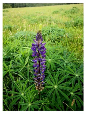 Produktbild von 300 Samen Wilde Lupine Lupinus perennis Wildblume Blumenwiese Bienen Stauden