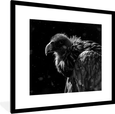 Produktbild von MuchoWow® Gerahmtes Poster Porträt eines goldenen Geiers vor einem schwarzen Hintergrund - schwarz und weiß 40x40 cm - Poster mit Schwarzem Bilderrahmen Wandposter Rahmen Foto Bilder - Poster - Plakat im Rahmen