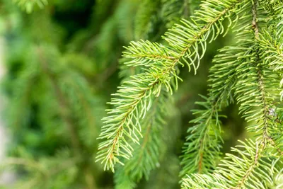 Produktbild von Picea abies 'Cupressina', Säulenfichte, 80–100 cm