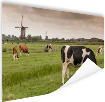 Produktbild von MuchoWow® Poster Kühe - Mühle - Niederlande 150x75 cm - ohne Rahmen