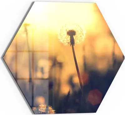 Produktbild von DEQORI Magnettafel Glas 55x48 cm 6-eckig 'Pusteblumenwiese' beschreibbar Whiteboard