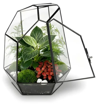 Image de Kit complet de terrarium pour plantes, comprenant le substrat et 10 outils
