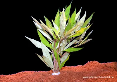 Produktbild von 1 Bund Hygrophylla Salicifolia, Gr. Rosettenwfr.