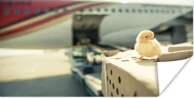 Produktbild von MuchoWow® Poster Küken - Huhn - Flugzeug 80x40 cm - Wanddeko