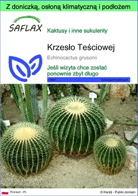 Zdjęcie produktu dla SAFLAX - Garden to go - Krzesło Teściowej - 40 Nasiona - Z doniczką, pokrywą klimatyczną i podłożem do uprawy - Echinocactus grusonii