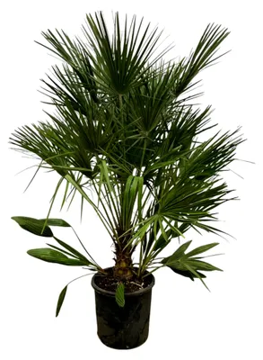Produktbild von Trendyplants - Chamaerops Humilis - Höhe 150-170 cm - Europäische Zwergpalme - Winterhart - Gartenpflanze - Topfgröße Ø25cm