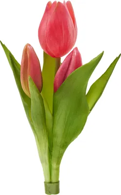 Produktbild von Tulpen-Bund "Sally", 3 Blüten Purple