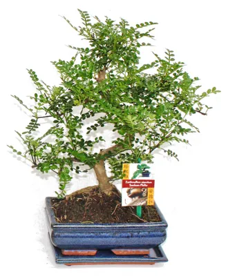 Produktbild von Szechuan-Bonsai-Pfeffer – Zanthoxylum piperitum – ca. 8 Jahre alt