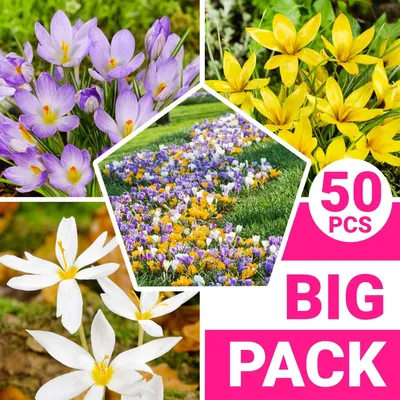 Produktbild von Botanische Krokusse Zwiebeln Winterhart Mehrjährig - 50 exklusive Blumenzwiebeln - Mix von 5 Sorten - Echte Pflanzen aus Holland - für Garten und Topf (kein Samen, nicht künstlich)