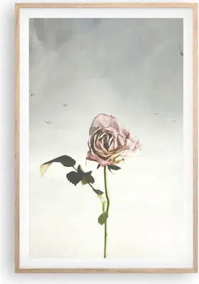 Produktbild von Gerahmtes Poster - Rahmen in heller Eiche - Rose Vögel Himmel - 61x91,5 cm - Wand Bild - Wanddeko - Wandbilder - Kunstposter - Wandposter - Bilderrahmen - Bilder - Kunstdruck - P2NPA61x91-4509