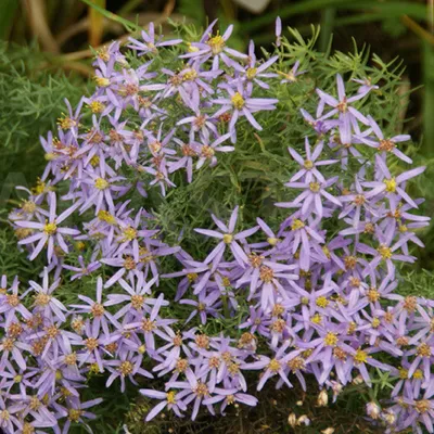 Immagine prodotto di 6 piante di Aster sedifolius 'Nanus' (Aster estivo) | Vaso da 9 cm x 9 cm