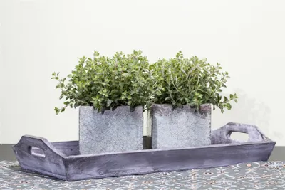 Produktbild von Origanum vulgare, Oregano, aromatisch, ca. 9x9 cm Topf