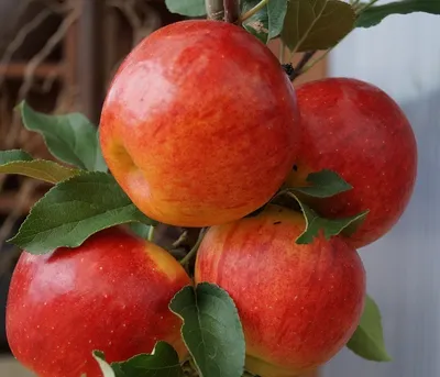 Produktbild von Apfelbaum `Elstar´ - Halbstamm 160-180cm im 10L-Topf